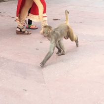Seeing monkeys randomly walking around. Forget the zoo, this was so much better in person. Although, I could say I was a little bit nervous as their actions were a bit unpredictable